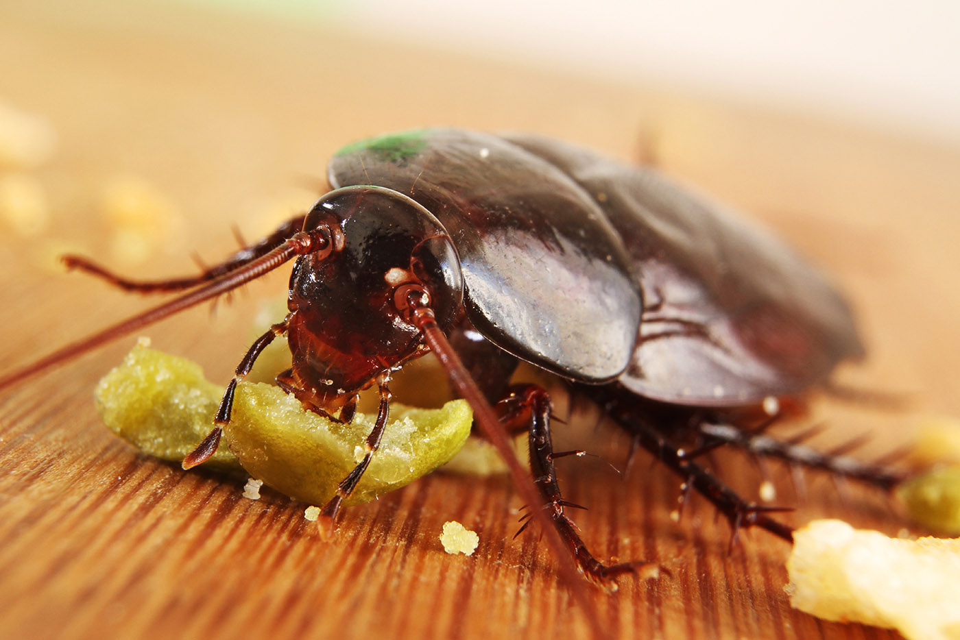 Image result for cockroach Pseudomonas Aeruginosa